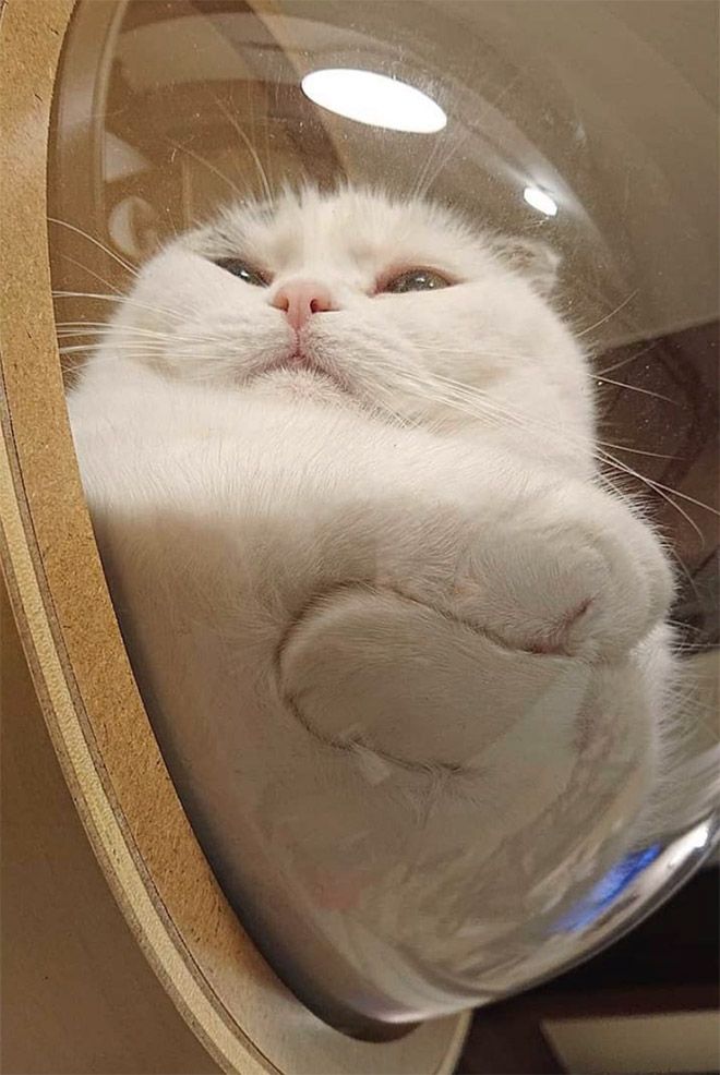 Why Your Brain Needs a Box (Just Like Your Cat)